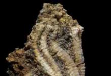 Major shift in marine life occurred 33 million years later sea-lilies
