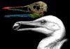 Scientists find the first bird beak, right under their noses Ichthyornis dispar