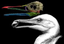 Scientists find the first bird beak, right under their noses Ichthyornis dispar