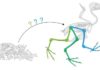 Study casts doubt on traditional view of pterosaur flight Pterodactyls