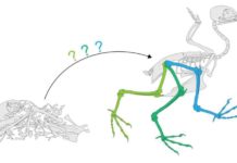 Study casts doubt on traditional view of pterosaur flight Pterodactyls