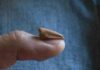 The smallest biggest theropod dinosaur Spinosaurus