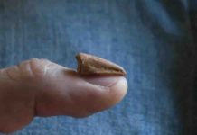 The smallest biggest theropod dinosaur Spinosaurus