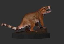 Utah fossil reveals global exodus of mammals’ near relatives to major continents Cifelliodon wahkarmoosuch