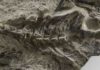 World’s oldest lizard fossil discovered Megachirella wachtleri