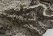 World’s oldest lizard fossil discovered Megachirella wachtleri