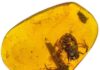 Amber fossils provide oldest evidence of frogs in wet, tropical forests The best-preserved fossil of the group includes the skull, forelimbs, part of a backbone and a partial hind limb of a small, juvenile frog now known as Electrorana limoae.