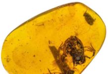 Amber fossils provide oldest evidence of frogs in wet, tropical forests The best-preserved fossil of the group includes the skull, forelimbs, part of a backbone and a partial hind limb of a small, juvenile frog now known as Electrorana limoae.
