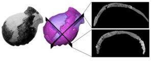 Original picture (left) and virtual rendering of the Jacovec cranium (middle) with two sections revealing the inner structure (right).