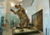 Dramatic change in way ancient diets are calculated Lestodon