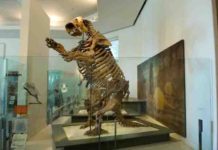 Dramatic change in way ancient diets are calculated Lestodon