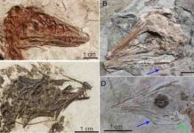 T. Rex couldn’t stick out its tongue T. Rex