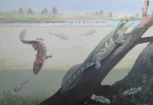 First tetrapods of Africa lived within the Devonian Antarctic Circle Tutusius and Umzantsia