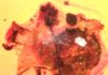 For 100 million years, amber freezes a tableau of tick’s worst day ever This silk-wrapped tick subsequently was entombed in amber that may have dripped from a nearby tree.