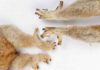 Fossils show ancient primates had grooming claws as well as nails Lemurs, lorises and galagoes have nails on most digits and grooming claws on their second toes