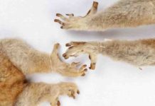 Fossils show ancient primates had grooming claws as well as nails Lemurs, lorises and galagoes have nails on most digits and grooming claws on their second toes