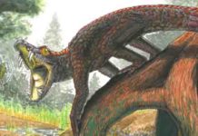 In the gaping mouth of ancient crocodiles Shartegosuchus