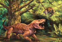 ‘Monstrous’ new Russian saber-tooth fossils clarify early evolution of mammal lineage Gorynychus masyutinae