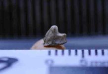 Oldest mammal in Brazil lived in the age of dinosaurs Brasilestes stardusti