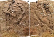 Researchers report the earliest fossil footprints Ediacaran Dengying Formation