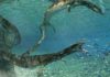 Scientists discover new species of ancient marine lizard Primitivus manduriensis