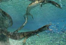 Scientists discover new species of ancient marine lizard Primitivus manduriensis