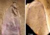 Strange sponge-like fossil creature from half a billion years ago Chancelloriid Fossil