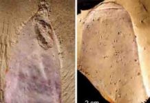 Strange sponge-like fossil creature from half a billion years ago Chancelloriid Fossil