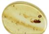 Tiny paragliding beetle that lived with dinosaurs discovered in amber, named ‘Jason’ Amber