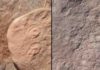 Two new creatures discovered from dawn of animal life Ediacaran-era fossils: Obamus coronatus (left) and Attenborites janeae.