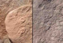 Two new creatures discovered from dawn of animal life Ediacaran-era fossils: Obamus coronatus (left) and Attenborites janeae.