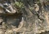 What caused the mass extinction of Earth’s first animals? Ediacaran carbonate rocks in Three Gorges area, Hubei Province