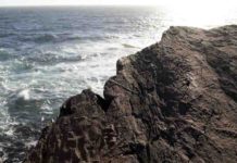 Why life on Earth first got big These are Ediacaran fossils at Mistaken Point, Newfoundland.