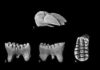 56-million-year-old fossils complicate long-held theories about mammalian body size C. kakwa were multituberculate mammals