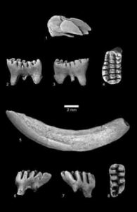 C. kakwa were multituberculate mammals