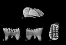 56-million-year-old fossils complicate long-held theories about mammalian body size C. kakwa were multituberculate mammals