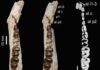 Ancient Moroccan dental remains elucidate history of long-lost African fauna lower jaw of Stylolophus minor, holotype of the new species.
