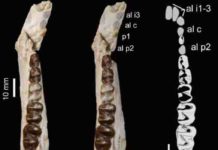 Ancient Moroccan dental remains elucidate history of long-lost African fauna lower jaw of Stylolophus minor, holotype of the new species.