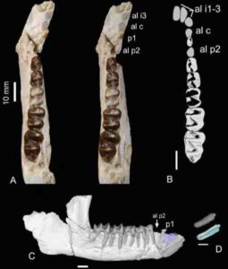 lower jaw of Stylolophus minor, holotype of the new species.