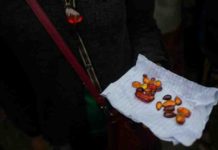 Chasing dinosaurs in Myanmar’s conflict-ridden north Pieces of polished amber