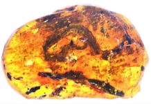Skeletal remains from the Xiaophis myanmarensis snake hatchling trapped in Burmese amber.