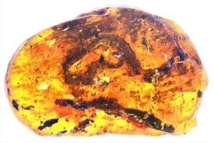 Skeletal remains from the Xiaophis myanmarensis snake hatchling trapped in Burmese amber.