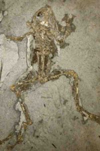 10 million-year-old frog from Libros, Spain