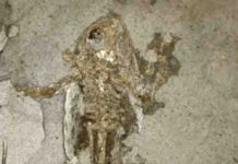 New sources of melanin pigment shake up ideas about fossil animals’ colour 10 million-year-old frog from Libros, Spain