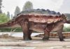 Newly discovered armored dinosaur from Utah reveals intriguing family history Akainacephalus johnsoni