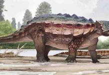 Newly discovered armored dinosaur from Utah reveals intriguing family history Akainacephalus johnsoni
