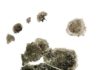 Our human ancestors walked on two feet but their children still had a backup plan Australopithecus afarensis foot from Dikika, Ethiopia
