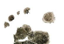 Our human ancestors walked on two feet but their children still had a backup plan Australopithecus afarensis foot from Dikika, Ethiopia