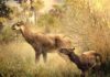 Paleontologists ID two new Miocene mammals in Bolivia