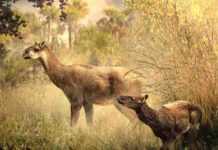 Paleontologists ID two new Miocene mammals in Bolivia